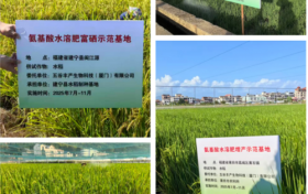 五谷丰产农作物增长液 闽台科技新成果